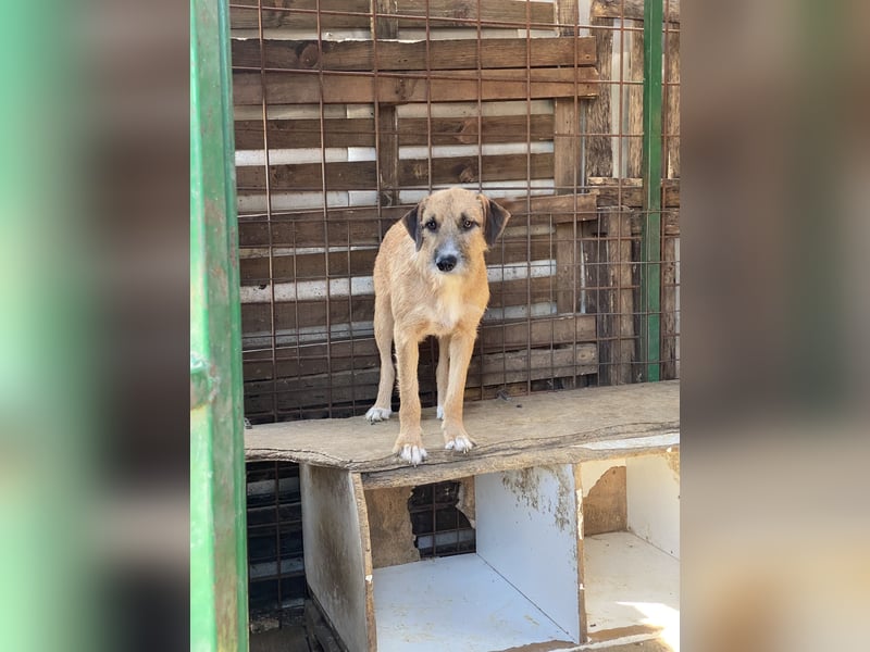 Junghund Dzesi sucht liebevolles Zuhause
