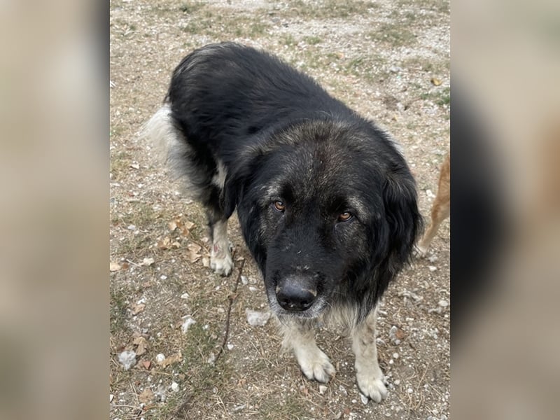 Smaug, geb. ca. 09/2015, lebt in GRIECHENLAND, auf einem Gelände, auf dem die Hunde notdürftig verso