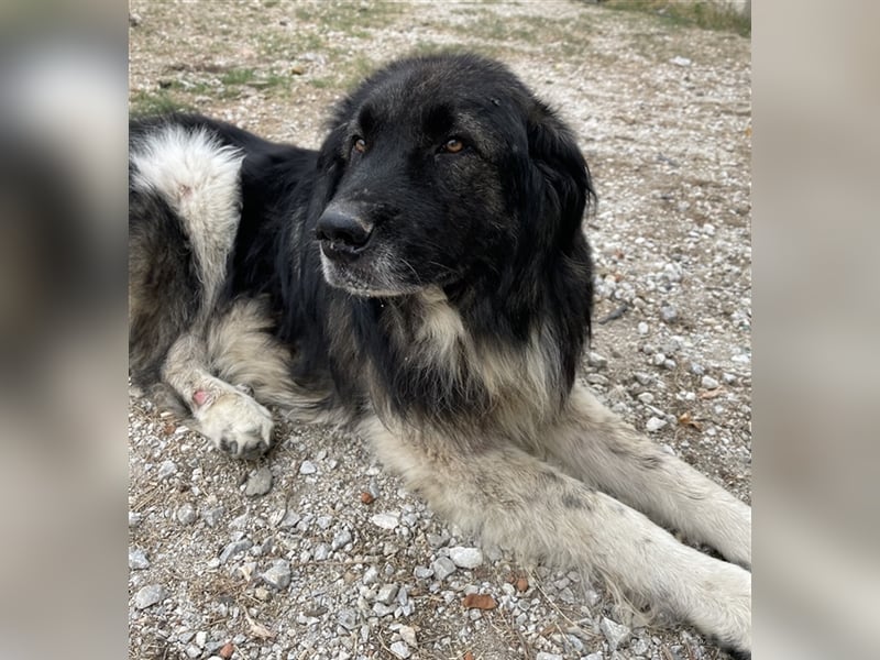 Smaug, geb. ca. 09/2015, lebt in GRIECHENLAND, auf einem Gelände, auf dem die Hunde notdürftig verso