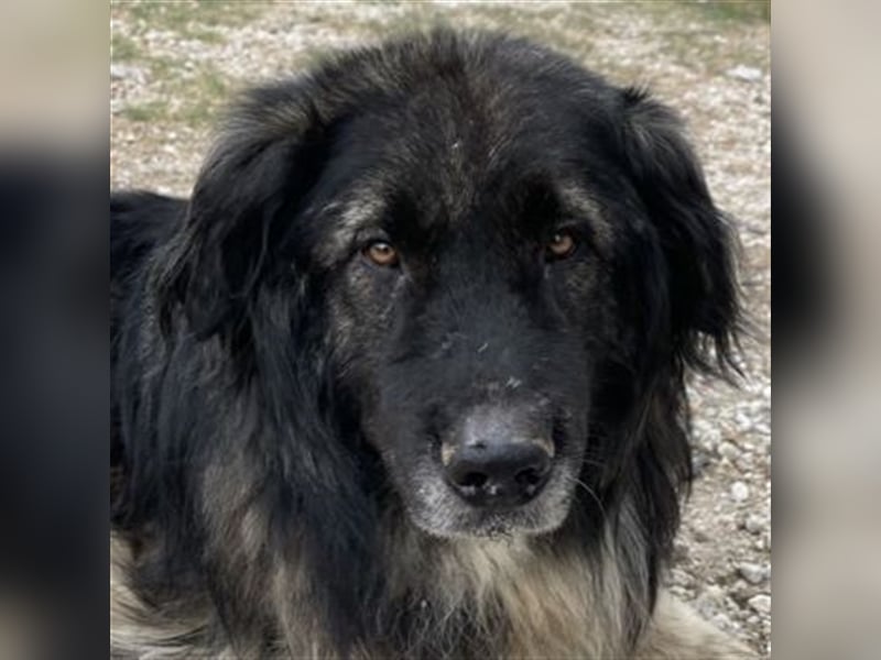 Smaug, geb. ca. 09/2015, lebt in GRIECHENLAND, auf einem Gelände, auf dem die Hunde notdürftig verso