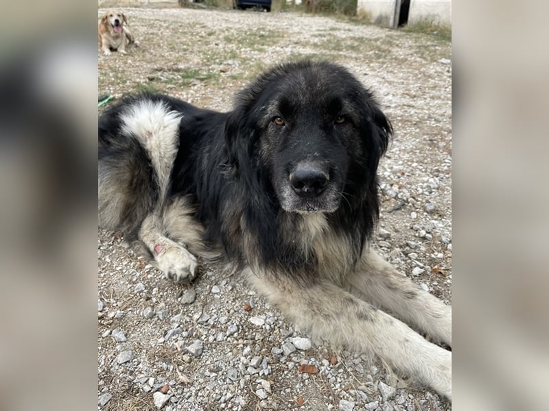 Smaug, geb. ca. 09/2015, lebt in GRIECHENLAND, auf einem Gelände, auf dem die Hunde notdürftig verso