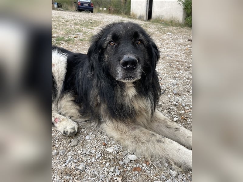 Smaug, geb. ca. 09/2015, lebt in GRIECHENLAND, auf einem Gelände, auf dem die Hunde notdürftig verso