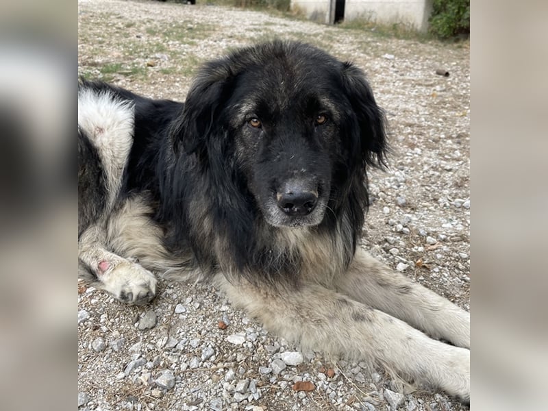 Smaug, geb. ca. 09/2015, lebt in GRIECHENLAND, auf einem Gelände, auf dem die Hunde notdürftig verso