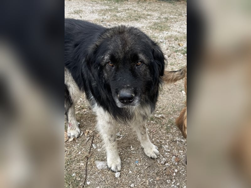 Smaug, geb. ca. 09/2015, lebt in GRIECHENLAND, auf einem Gelände, auf dem die Hunde notdürftig verso