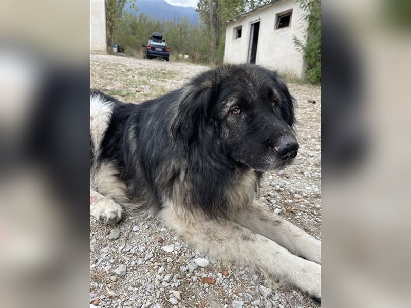 Smaug, geb. ca. 09/2015, lebt in GRIECHENLAND, auf einem Gelände, auf dem die Hunde notdürftig verso