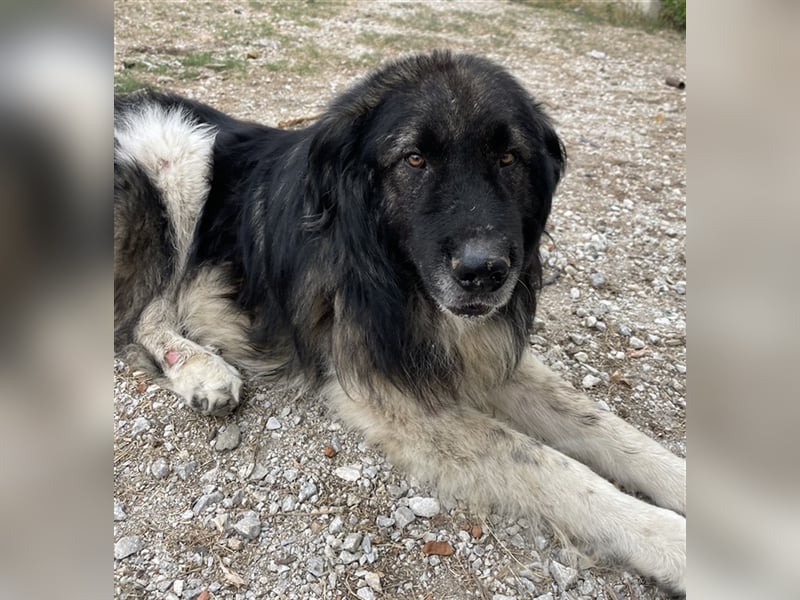 Smaug, geb. ca. 09/2015, lebt in GRIECHENLAND, auf einem Gelände, auf dem die Hunde notdürftig verso