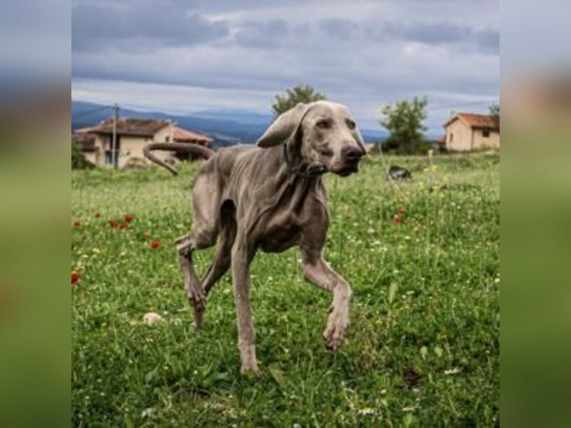 WOOD-silbernes Fell, klare Augen, aufmerksame Haltung