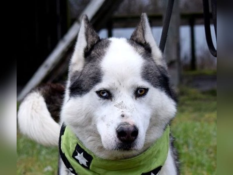Oktavius ist ein toller Hundemann