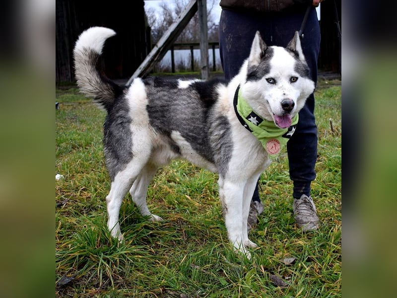 Oktavius ist ein toller Hundemann
