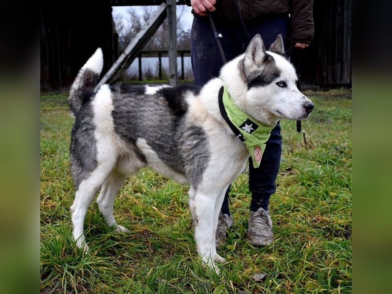 Oktavius ist ein toller Hundemann