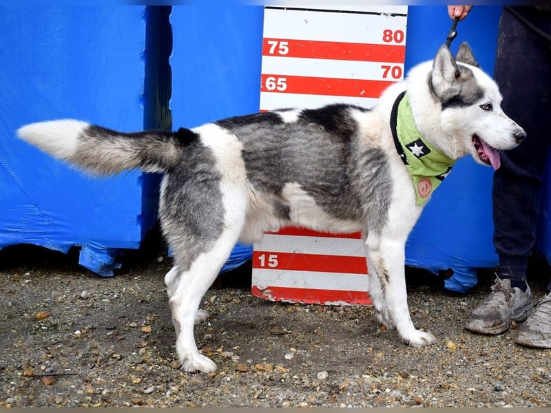 Oktavius ist ein toller Hundemann