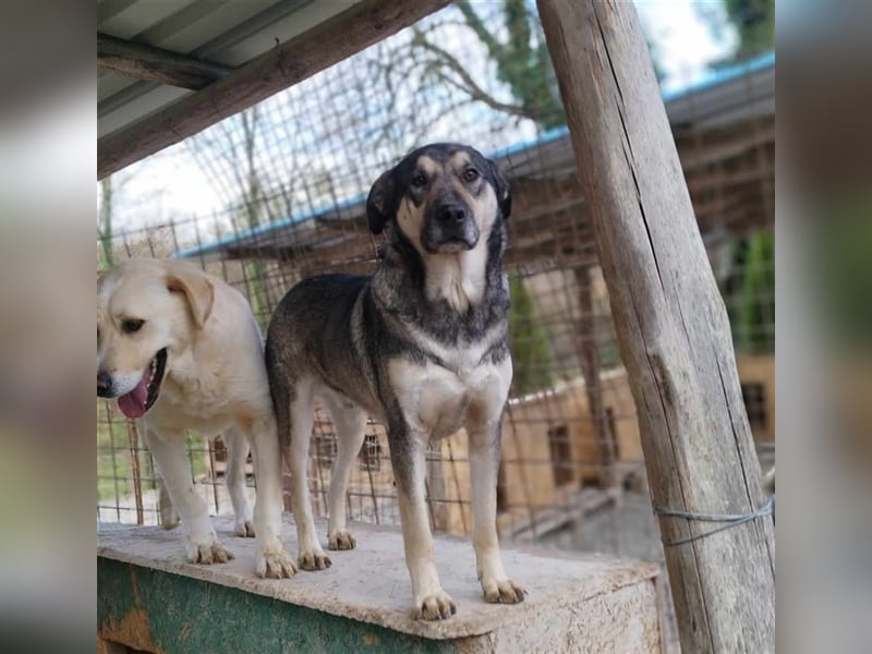 Silver - optisch und charakterlich ein Traum