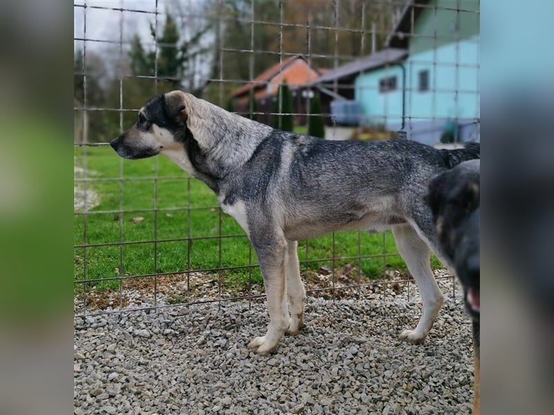 Silver - optisch und charakterlich ein Traum