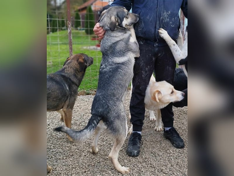 Silver - optisch und charakterlich ein Traum