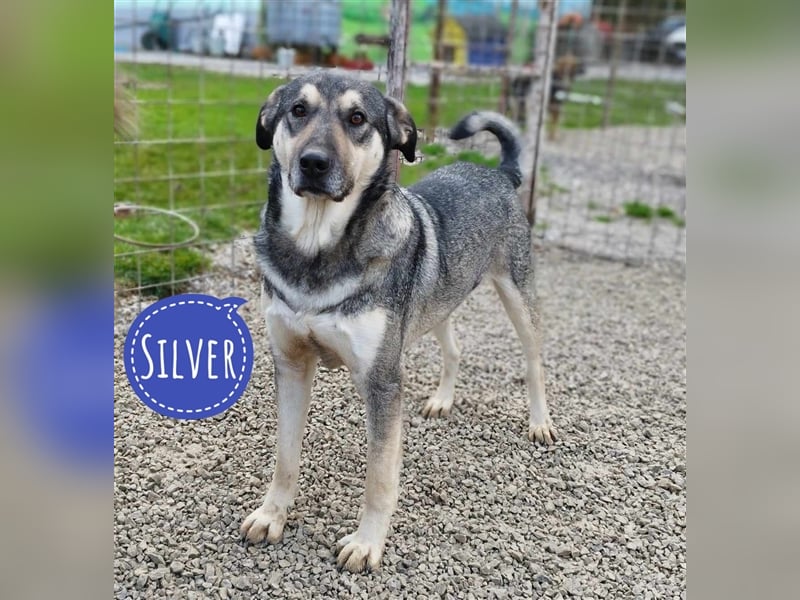 Silver - optisch und charakterlich ein Traum