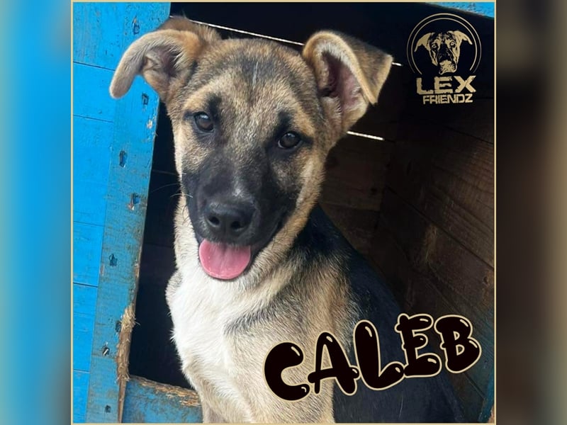 CALEB - süßer Jungspund