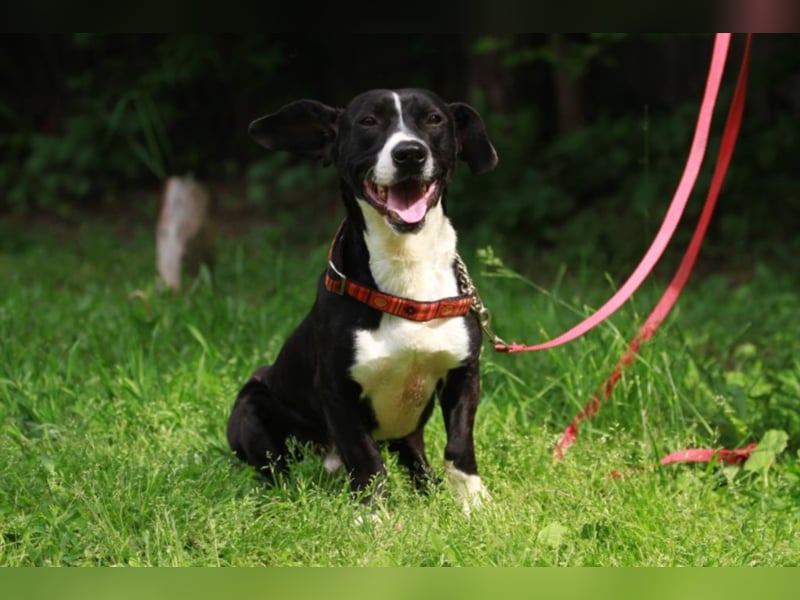 Sparky – sucht ein Zuhause außerhalb Deutschlands