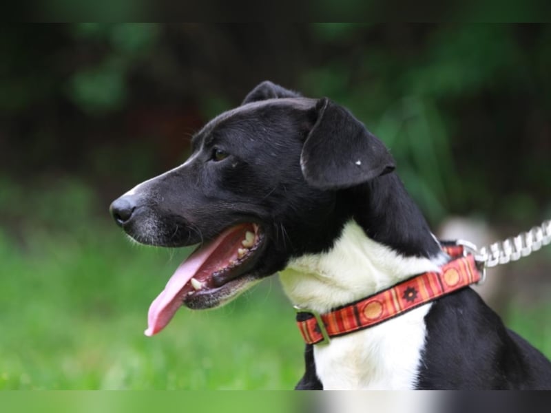 Sparky – sucht ein Zuhause außerhalb Deutschlands