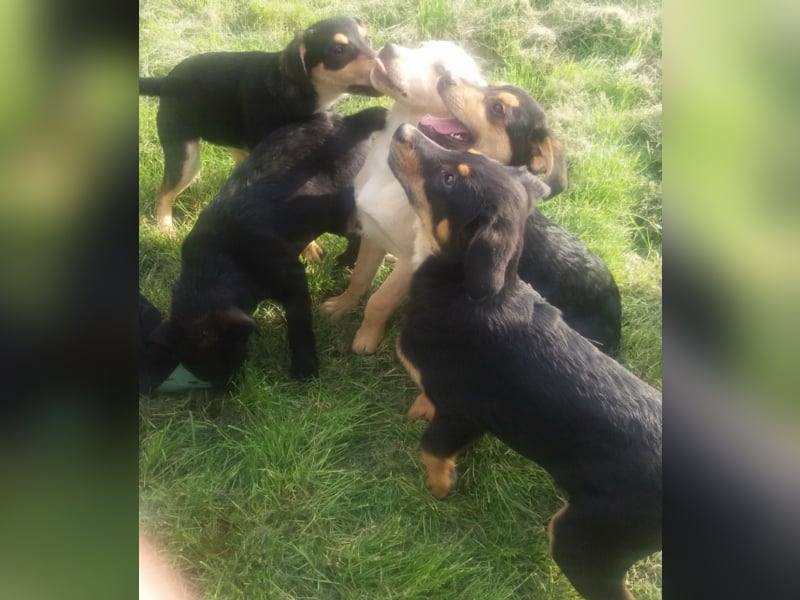 MICHEL sucht seine Familie