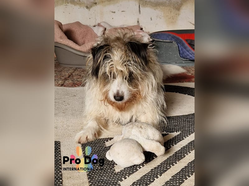 Leo sucht seine Familie
