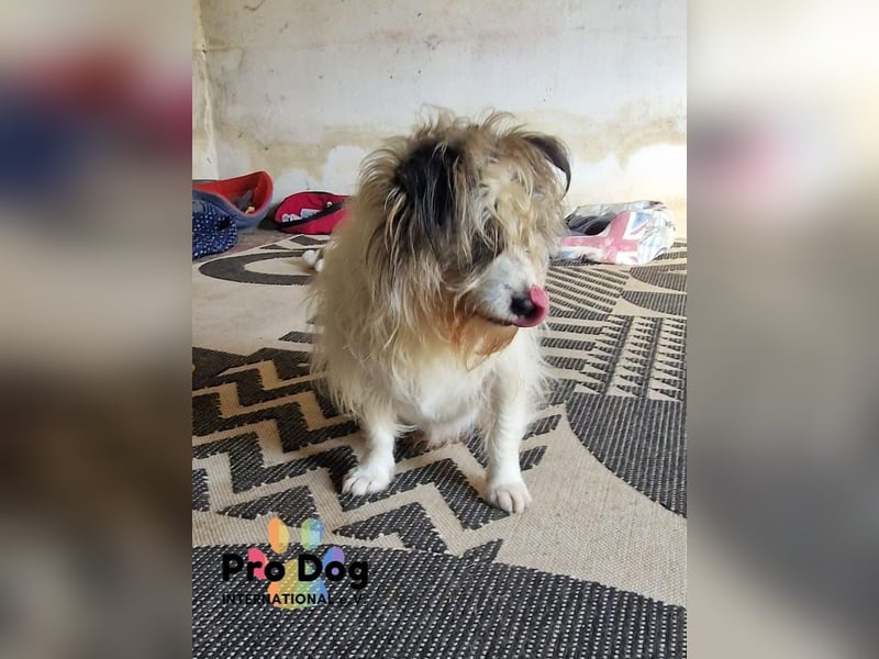 Leo sucht seine Familie