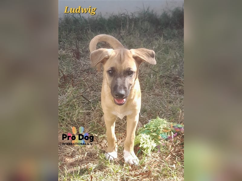 Ludwig