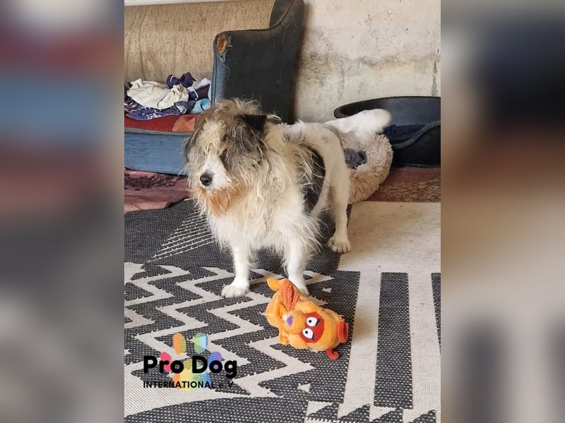 Leo sucht seine Familie