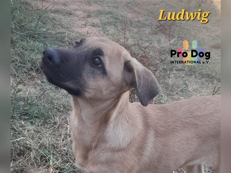 Ludwig
