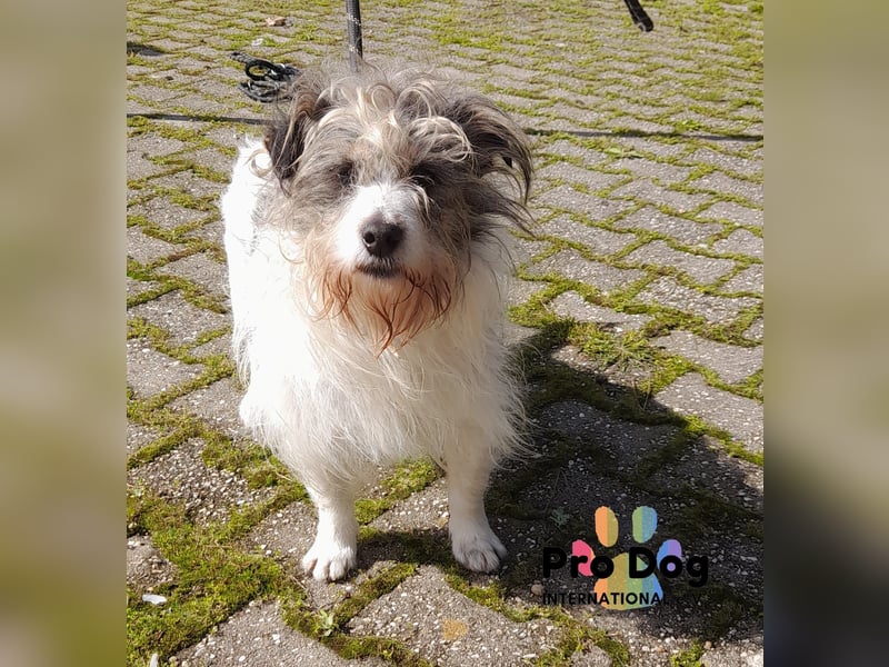 Leo sucht seine Familie
