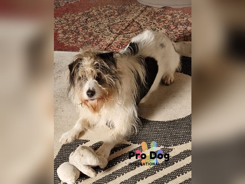 Leo sucht seine Familie