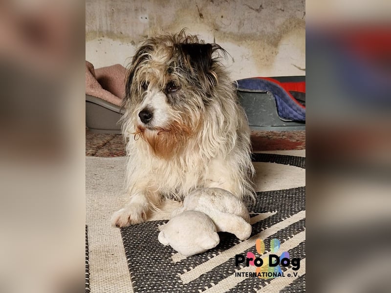 Leo sucht seine Familie