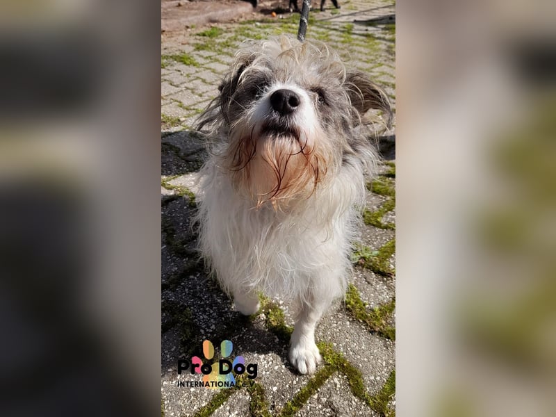 Leo sucht seine Familie