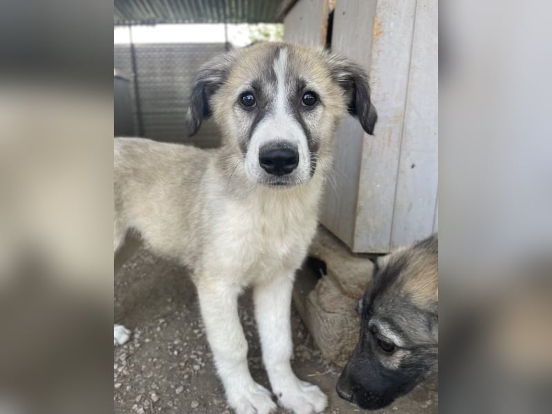Sido, geb. ca. 02/2024, lebt in GRIECHENLAND, im städt. Tierheim Serres