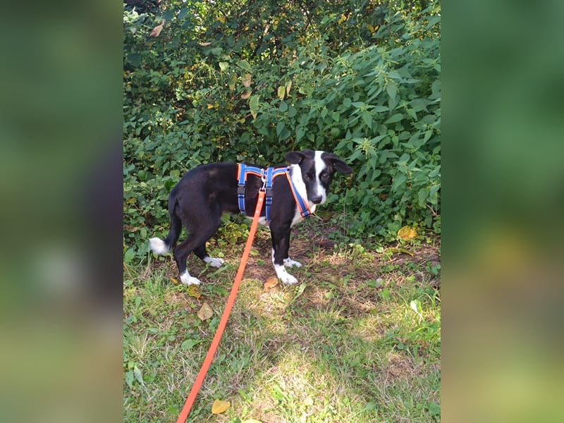 Dumbo sucht Familienanschluss