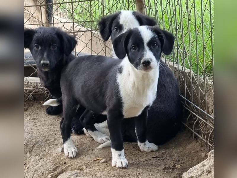 Dumbo sucht Familienanschluss