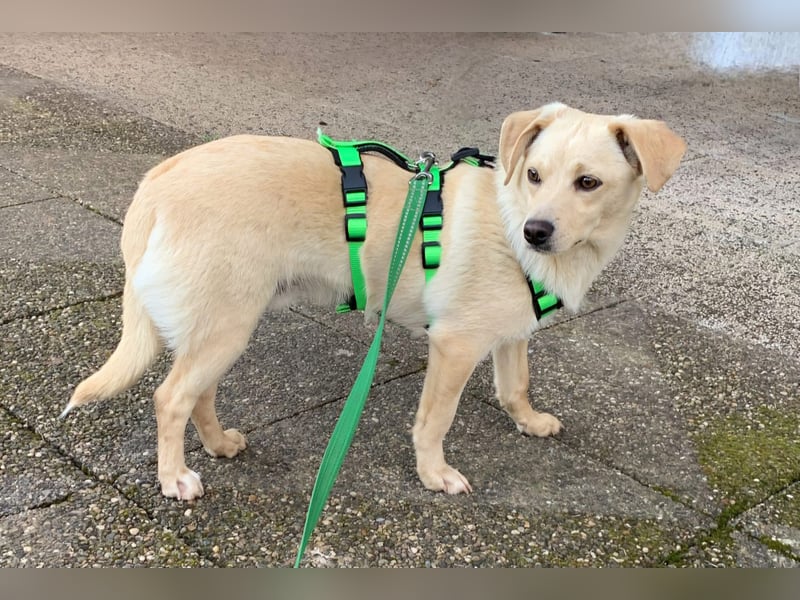 Kleiner Hundebub Sammy