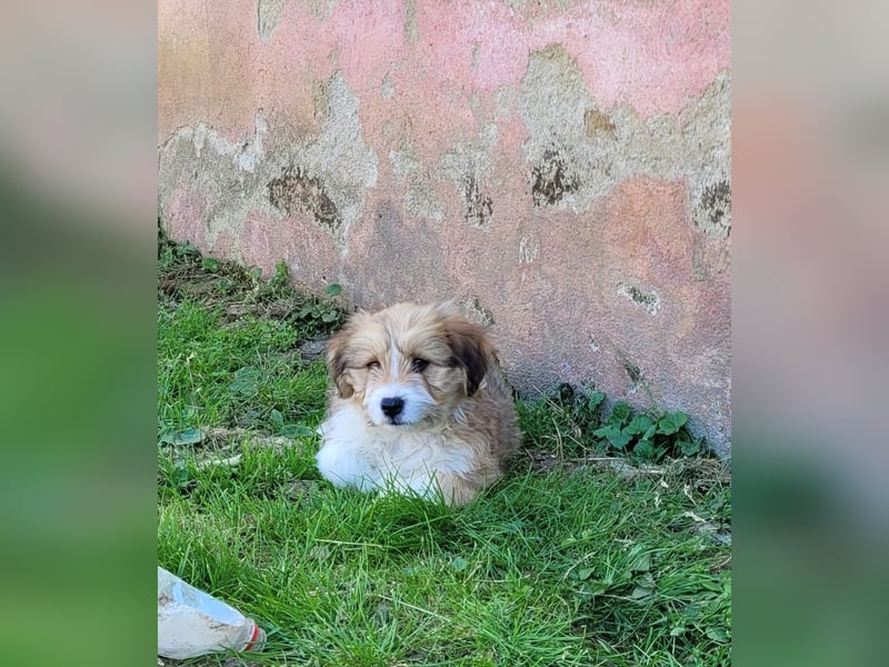 Kleiner Hundebub Chico
