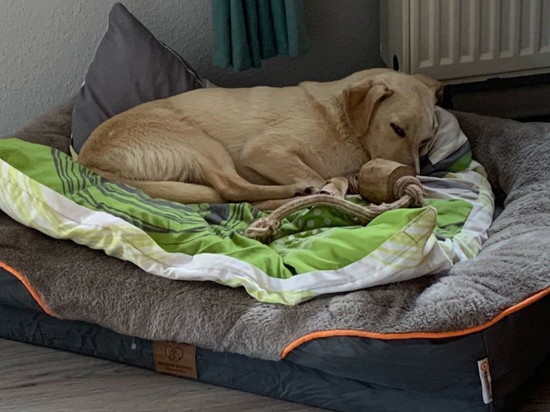 Kleiner Hundebub Sammy