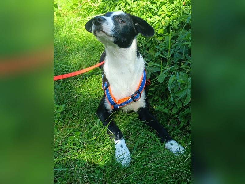Dumbo sucht Familienanschluss