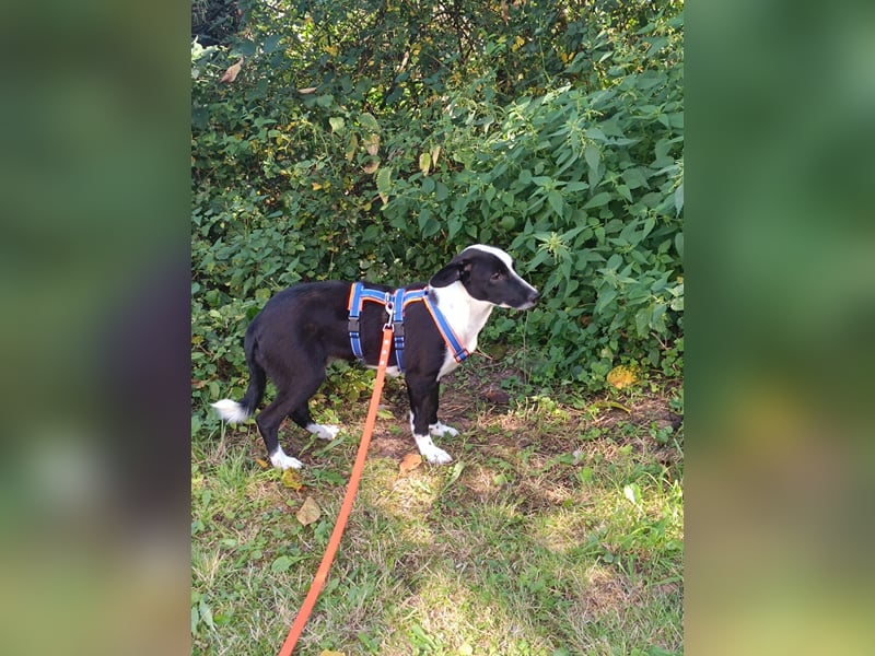 Dumbo sucht Familienanschluss