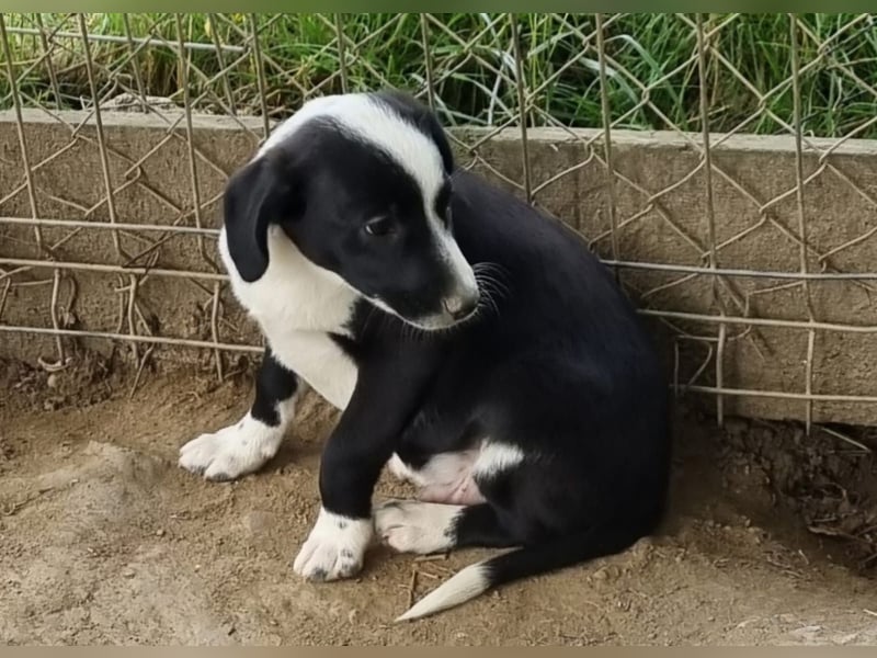 Dumbo sucht Familienanschluss
