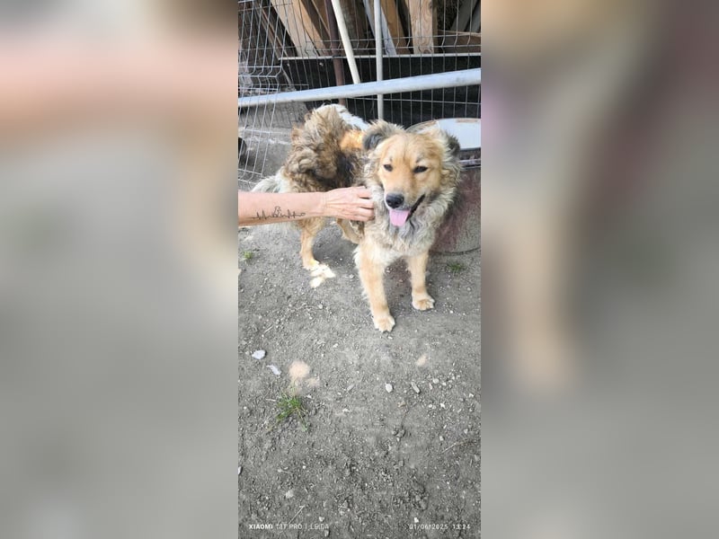 Rocky .....Von der Straße ins Herz