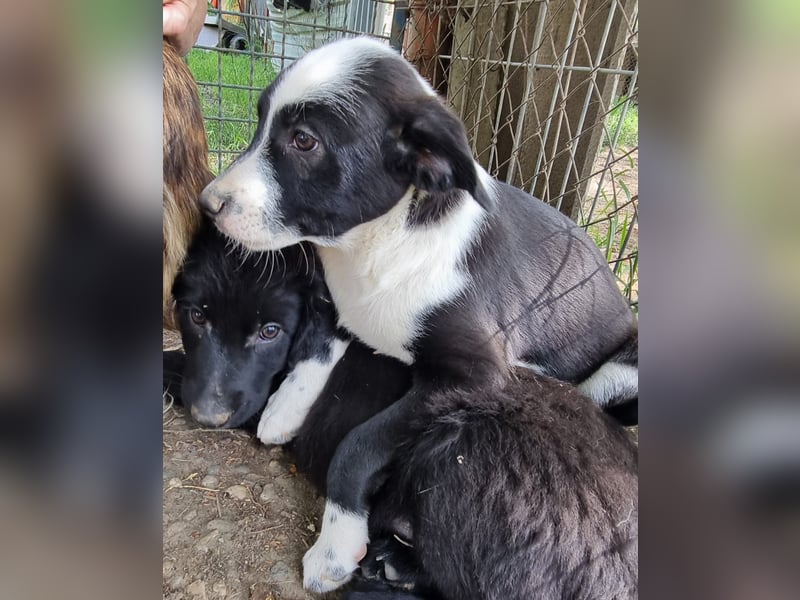 Dumbo sucht Familienanschluss