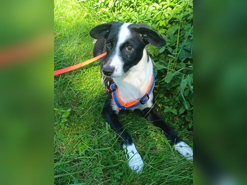 Dumbo sucht Familienanschluss