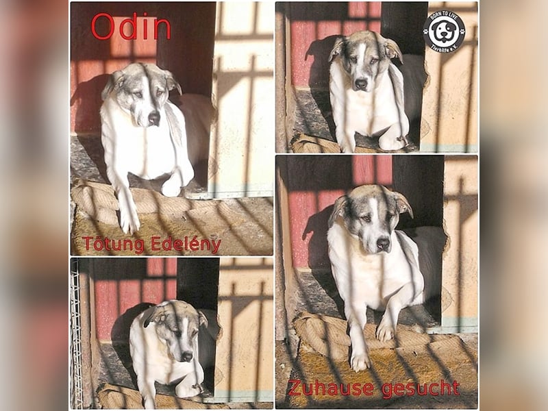 ODIN, wann findet er endlich sein Glück? Sucht erfahrene Menschen