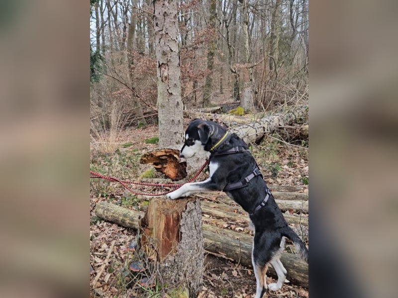 Ciriaco: Traumhund für aktive Menschen