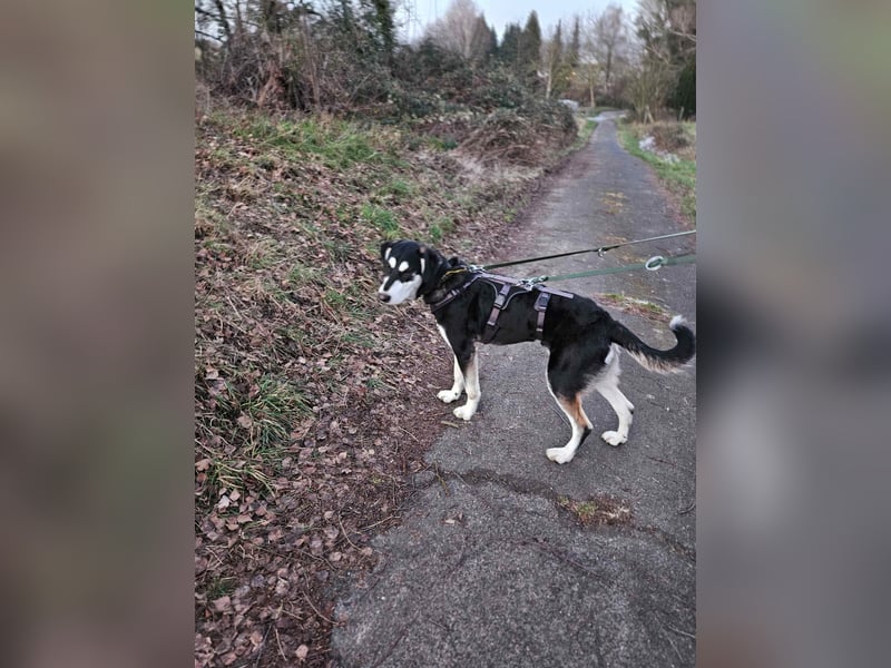 Ciriaco: Traumhund für aktive Menschen