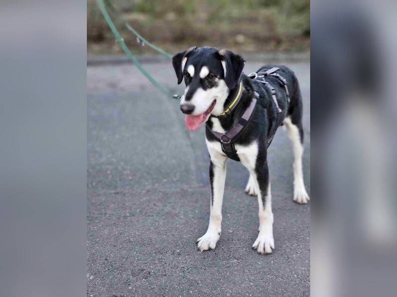 Ciriaco: Traumhund für aktive Menschen