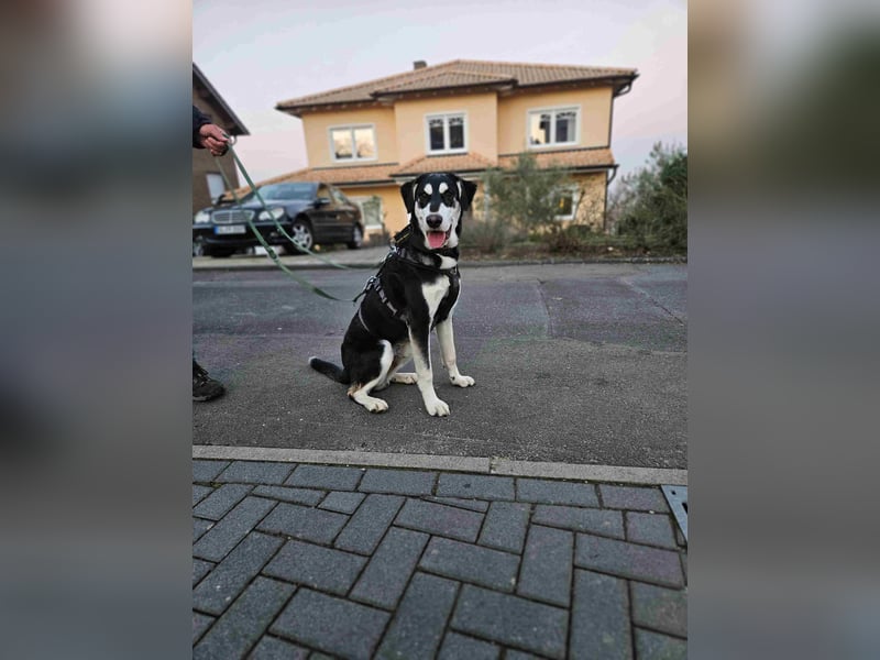 Ciriaco: Traumhund für aktive Menschen