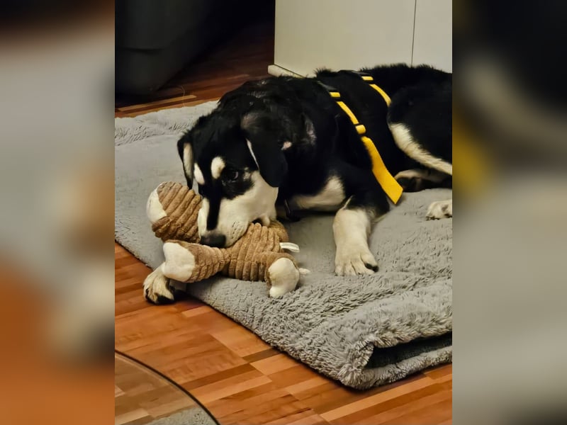 Ciriaco: Traumhund für aktive Menschen